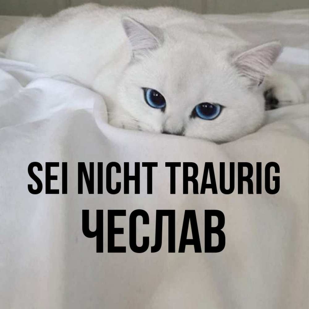 Открытка на каждый день с именем, Чеслав Sei nicht traurig Голубоглазая кошка Прикольная открытка с пожеланием онлайн скачать бесплатно 