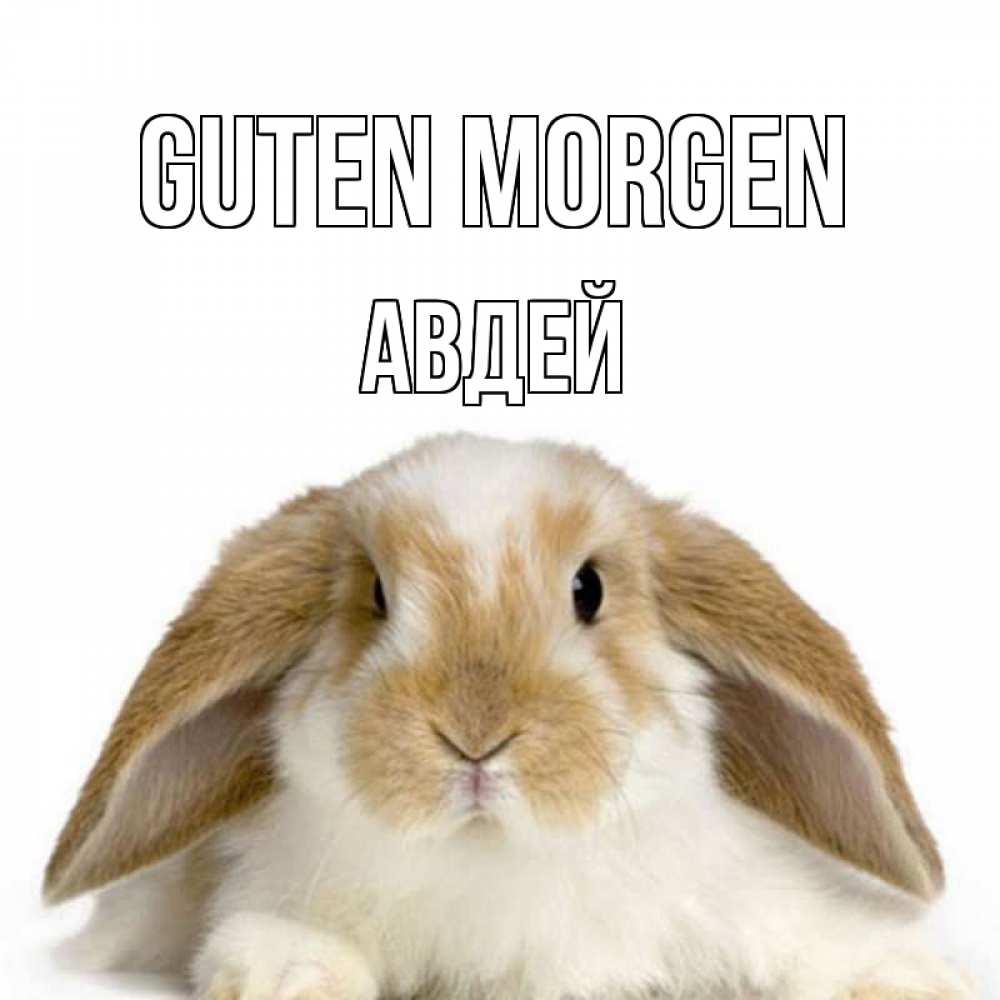 Открытка на каждый день с именем, Авдей Guten Morgen прикольные открытки на каждый день Прикольная открытка с пожеланием онлайн скачать бесплатно 