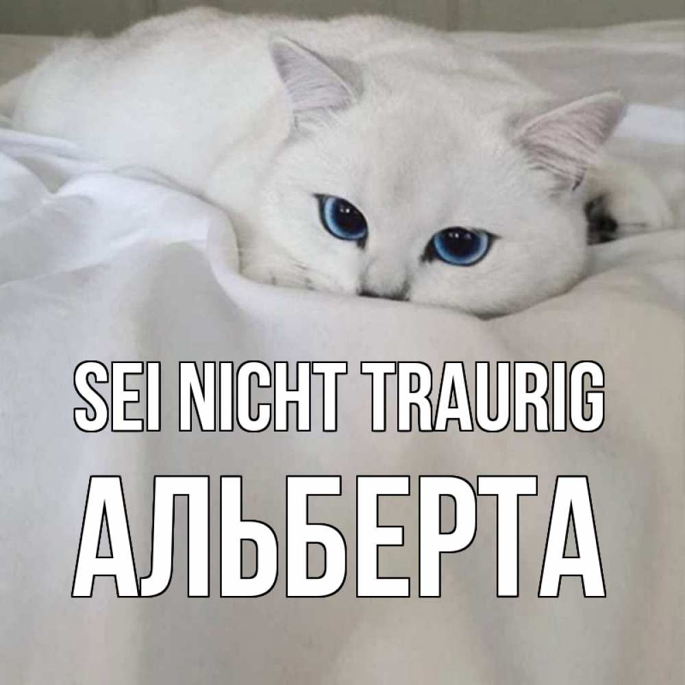 Открытка на каждый день с именем, Альберта Sei nicht traurig белый кот с голубыми глазами на белоснежной кровати Прикольная открытка с пожеланием онлайн скачать бесплатно 