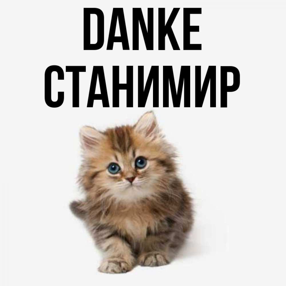 Открытка на каждый день с именем, Станимир Danke пушистый котик Прикольная открытка с пожеланием онлайн скачать бесплатно 