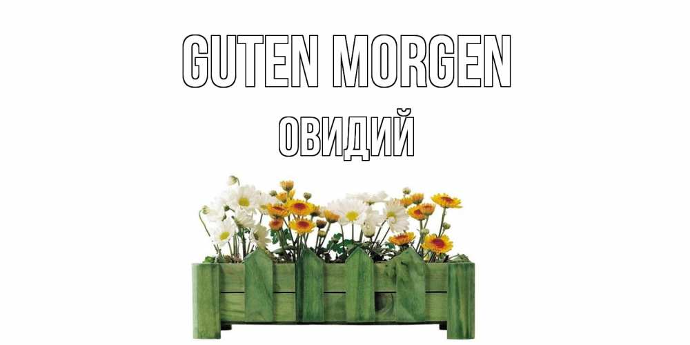 Открытка на каждый день с именем, Овидий Guten Morgen цветы Прикольная открытка с пожеланием онлайн скачать бесплатно 