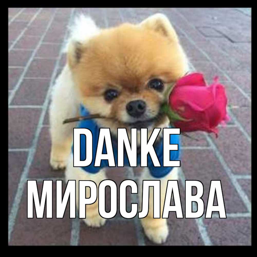Открытка на каждый день с именем, Мирослава Danke спасибо и дарю тебе цветок Прикольная открытка с пожеланием онлайн скачать бесплатно 