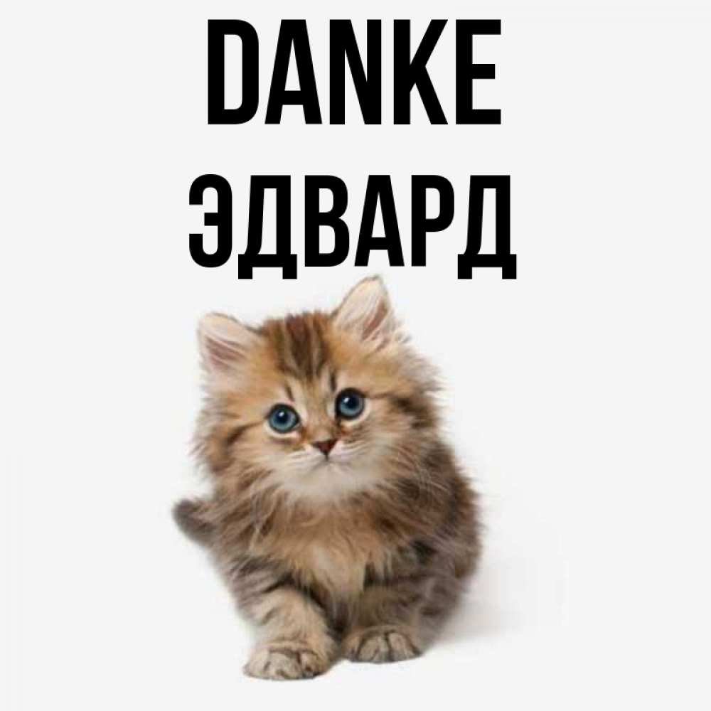 Открытка на каждый день с именем, Эдвард Danke пушистый котик Прикольная открытка с пожеланием онлайн скачать бесплатно 