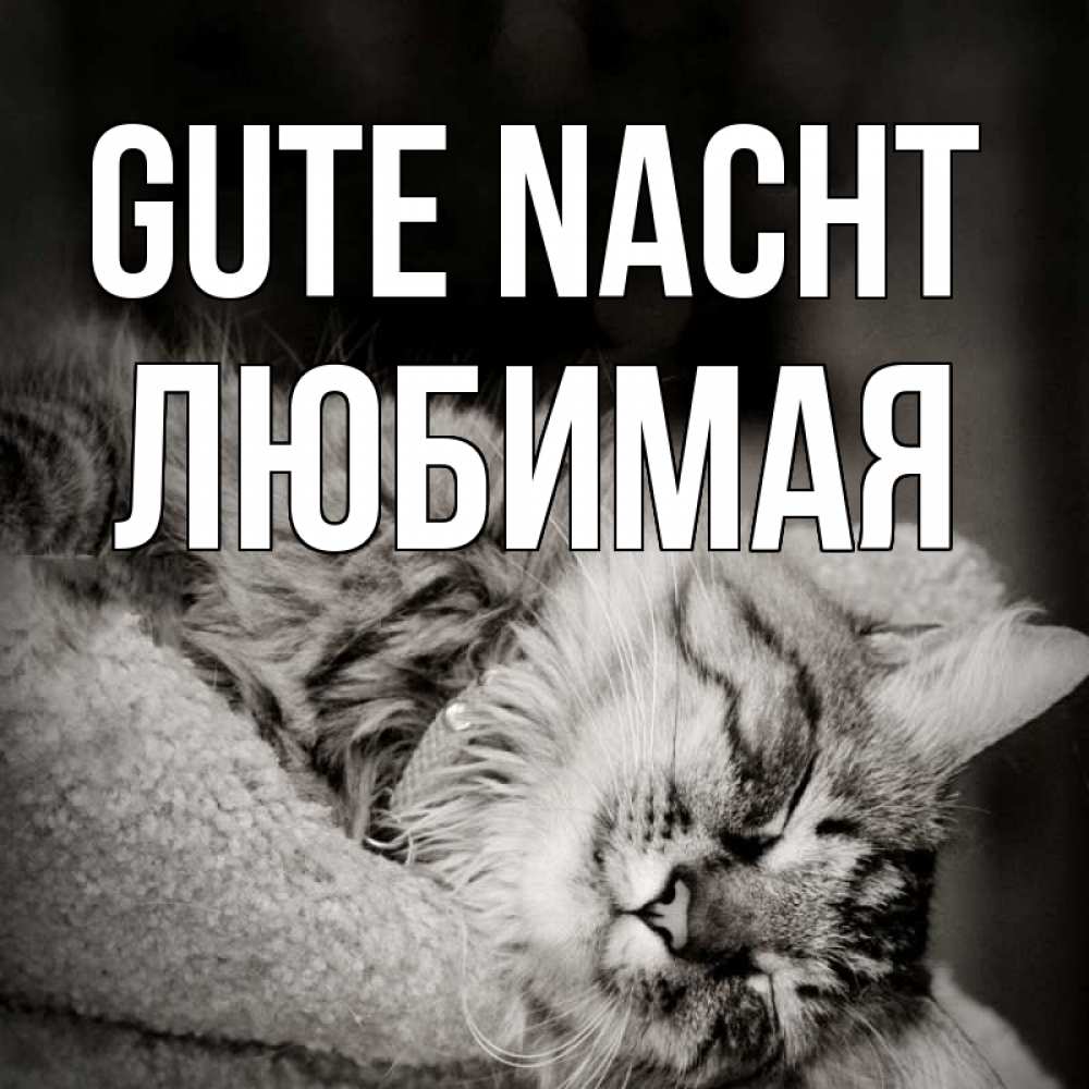Открытка на каждый день с именем, Любимая Gute Nacht котярик пушистый Прикольная открытка с пожеланием онлайн скачать бесплатно 
