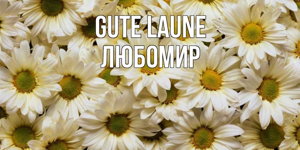 Открытка на каждый день с именем, Любомир Gute Laune крупные ромашки Прикольная открытка с пожеланием онлайн скачать бесплатно 